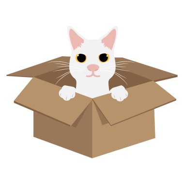 Kartondaki şirin beyaz kedi.