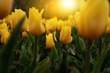 Beautiful floral background of bright yellow Dutch tulips blooming in the garden in the middle of a sunny spring day with a landscape of green grass and blue sky