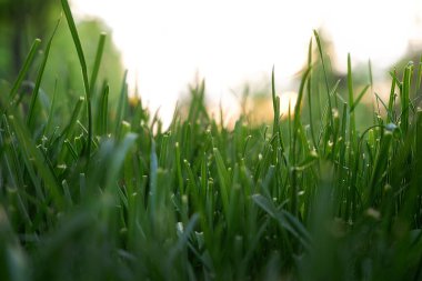 Parktaki yeşil çimenler. Arka planda ağaçlar var. Çim. Parlak güneşli bir gün. Güneş ışıkları yanıyor..