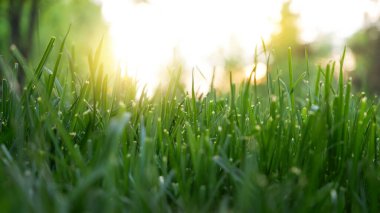 Parktaki yeşil çimenler. Arka planda ağaçlar var. Çim. Parlak güneşli bir gün. Güneş ışıkları yanıyor..