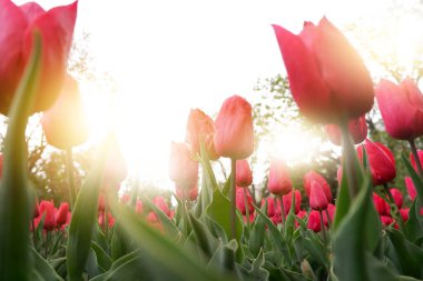 Parlak kırmızı Hollanda lalelerinin güzel çiçek arkaplanı güneşli bir bahar gününün ortasında yeşil çimen ve mavi gökyüzü manzarasıyla çiçek açıyor..
