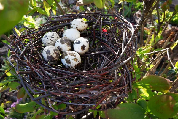 Vogelnest Mit Eiern Auf Einem Ast Großaufnahme — Stockfoto