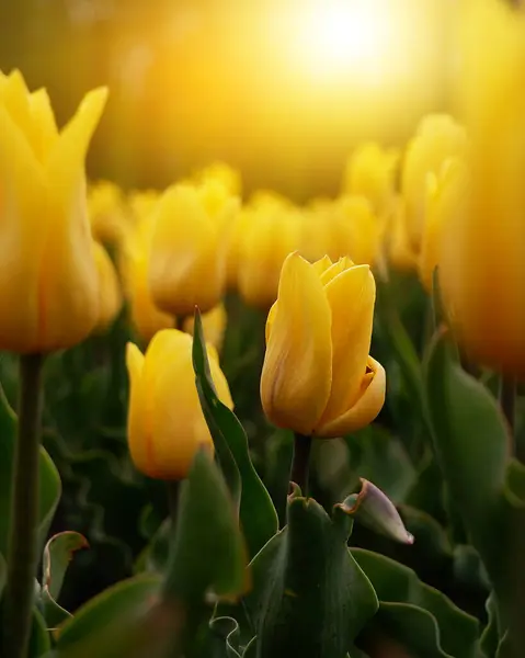美丽的荷兰郁金香花背景 在一个阳光明媚的春日里 在花园里绽放着艳丽的黄色郁金香 绿草苍翠 天空蔚蓝 — 图库照片