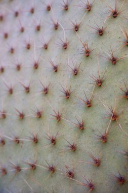 Çok sayıda kaktüs iğnesi yakından çekilir..