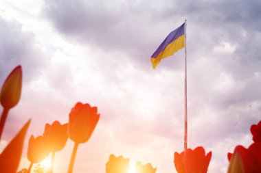 Ukrayna bayrağı yüksek bir bayrak direğinde mavi gökyüzüne ve ön planda kırmızı lalelere karşı izole edilmiş. Ukrayna 'nın sembolleri. Güneş ışınları. Özgür bir ülkenin özgürlük kavramı.