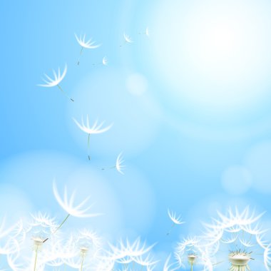 çiçek karahindiba ile arka plan