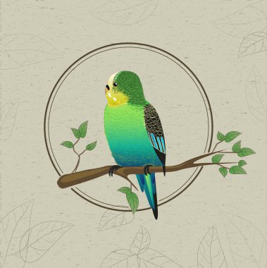 Parrot sketch. Dekoratif Kuş