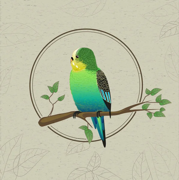 Schizzo di pappagallo. Uccello decorativo — Vettoriale Stock