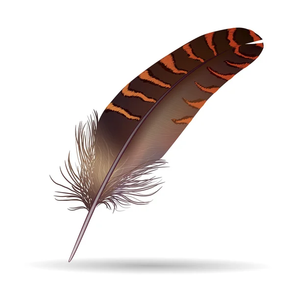 Plumas aisladas sobre fondo blanco — Vector de stock