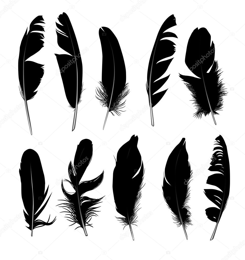 set of black isolated feathers on white background