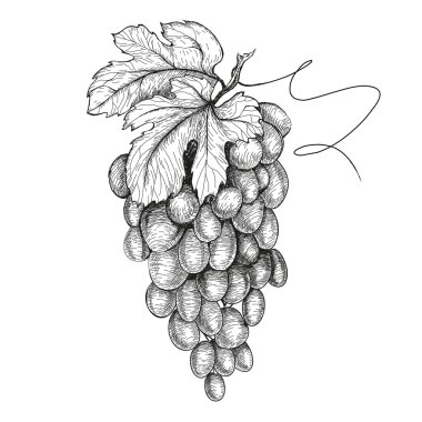 üzüm çizilmiş resimler el