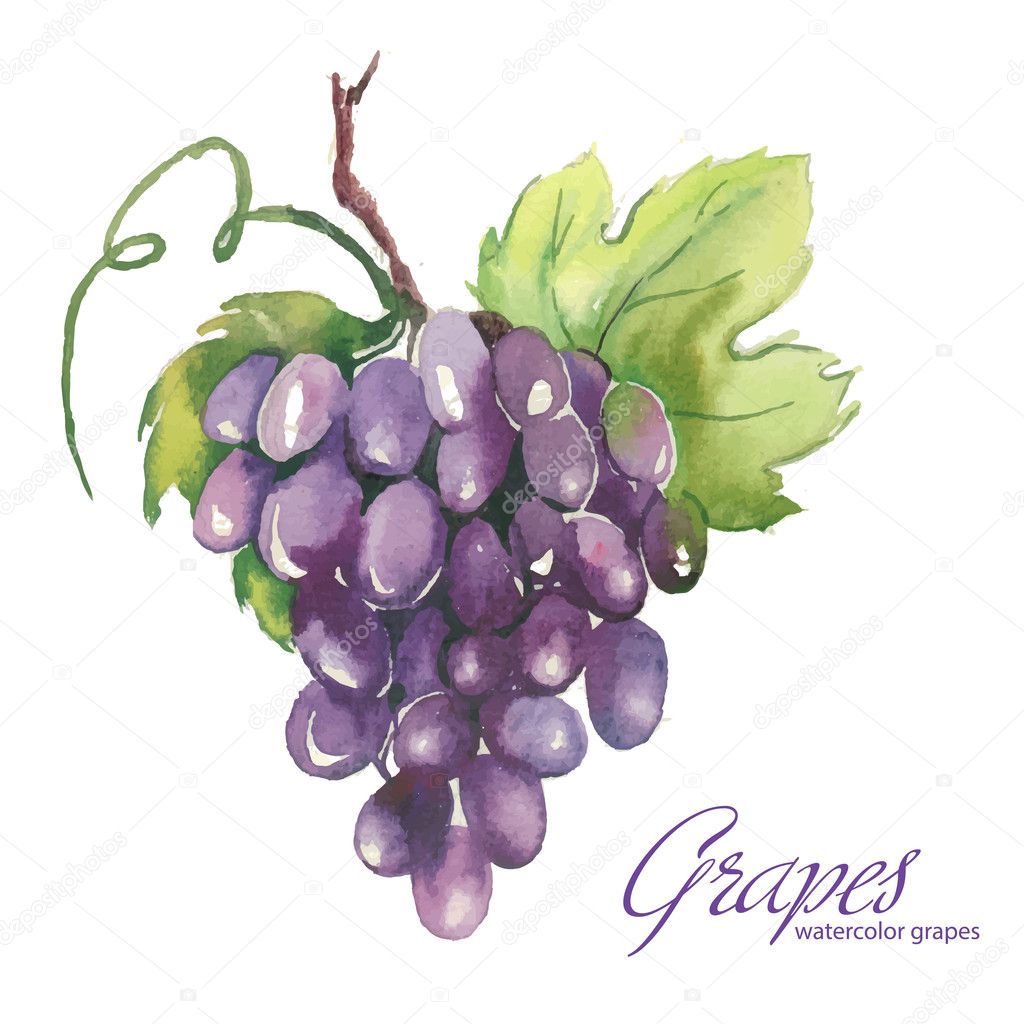 Watercolor illustrations of grapes