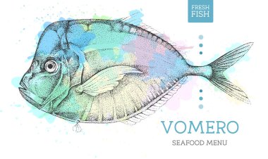 Sanatsal suluboya arkaplan üzerine gerçekçi Vomero balık vektör çizimi. Deniz ürünleri menüsü tasarımı