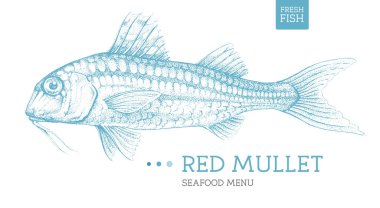 Gerçekçi kırmızı kefal balığı çizimi. Deniz ürünleri menüsü tasarımı