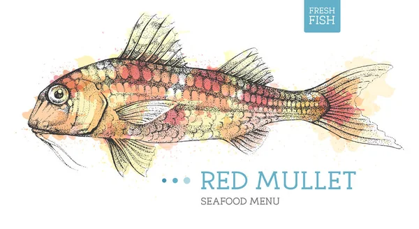 Realistic Red Mullet Fish Vector Illustration Artistic Watercolor Background Seafood — Vetor de Stock