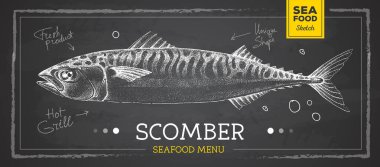 Gerçekçi tebeşirle scomber Fish vektör çizimi. Deniz ürünleri menüsü tasarımı