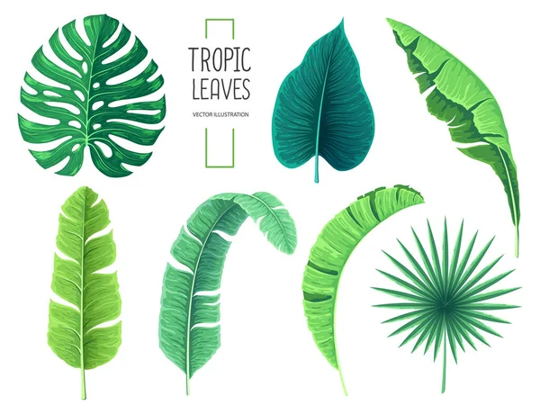 Farklı tropik orman yaprakları. Vektör illüstrasyonu beyaz arkaplanda izole edildi