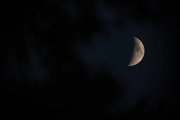 Quart Lune Brille Derrière Les Branches Des Arbres Par Une — Photo