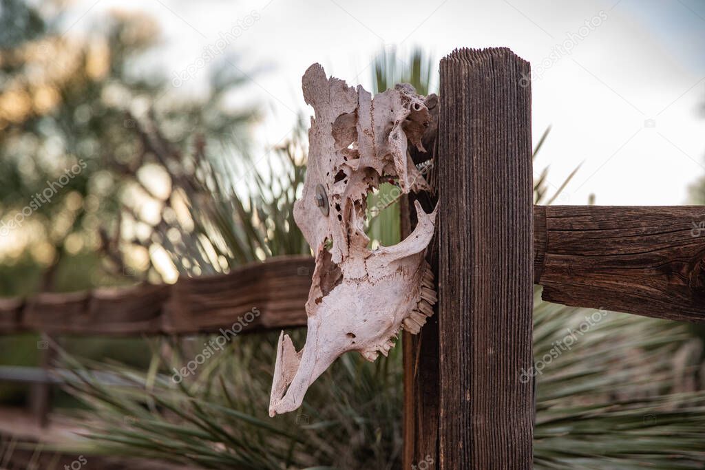 A mammal skull hangs on a wooden fence in a western desert landscape. Rio Verde area, Scottsdale, Arizona, USA.