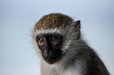Siyah gri vervet, kahverengi gözlü Diani Sahili Kenya Afrika