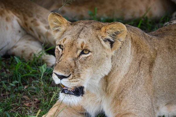 Lionne Après Manger Regardant Vers Avenir Masai Mara Kenya Afrique — Photo
