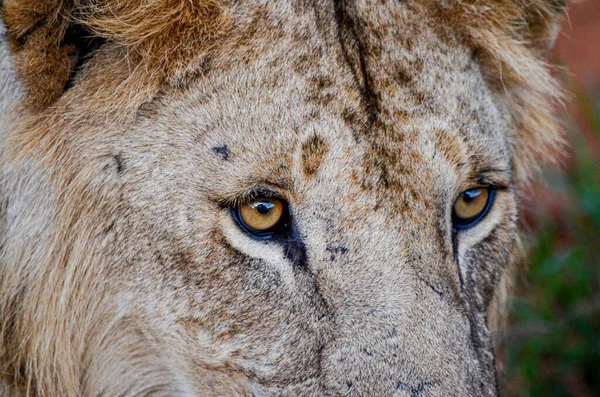 Olhos Leão Parque Nacional Tsavo East Quênia África — Fotografia de Stock