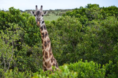 Ağaç dalları arasındaki zürafa, Masai Mara Kenya, Afrika