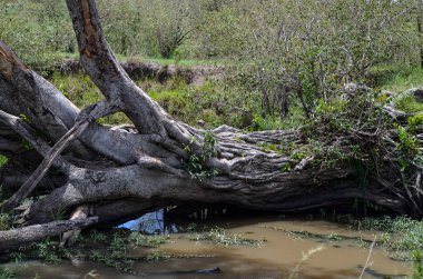 Nehirdeki devrilmiş ağaç, Masai Mara, Kenya, Afrika