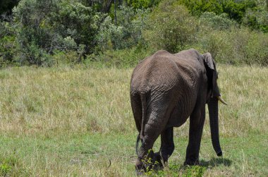 Arkadan görülen yürüyen fil, Masai Mara, Kenya, Afrika