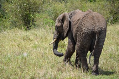Arkadan görülen yürüyen fil, Masai Mara, Kenya, Afrika