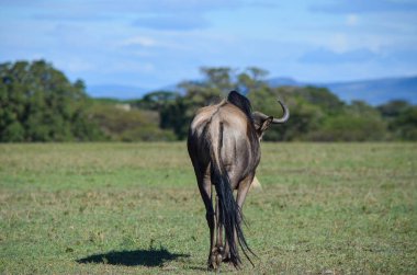 Afrika Naivasha Parkı 'nda yürüyen antiloplar (gnu)