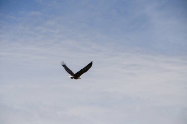 Mavi gökyüzünün arka planında uçan Afrika balık kartalı