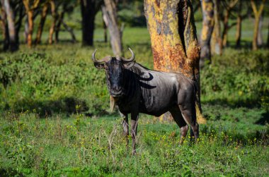 Naivasha Park Kenya Afrika 'da duran antiloplar
