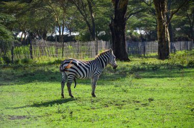 Zebra savanda, safari, Naivasha, Kenya, Afrika
