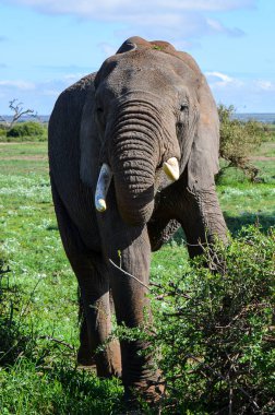 Ağacın dalını hortumuyla yakalayan bir fil.