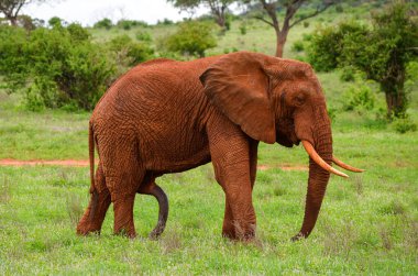 Ereksiyon olmuş kırmızı fil, Tsavo Doğu, Kenya, Afrika