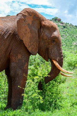 Kırmızı bir fil çalılığın dalını hortumuyla yakalıyor.
