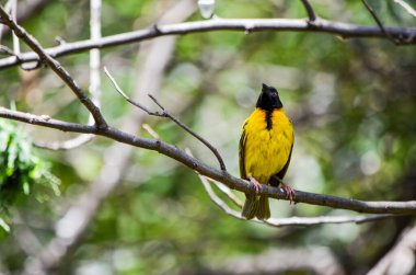 Savanadaki ağaçta Ploceidae, Doğu Tsavo, Kenya, Afrika