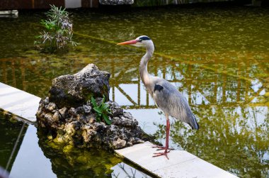 Gri balıkçıl suda duruyor, Kenya, Afrika