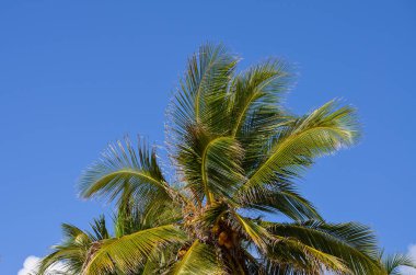 Mavi gökyüzünde palmiye yaprakları
