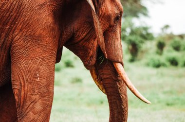 Kırmızı bir fil bir dalı yakalıyor.