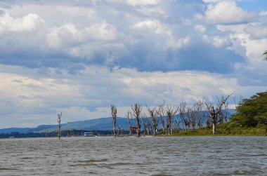 Naivasha Gölü manzarası, Kenya, Afrika