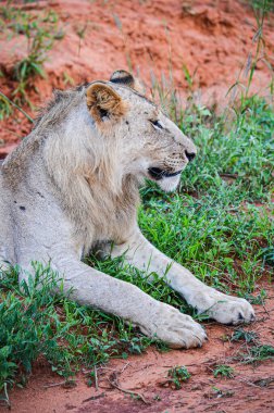 Kenya, Afrika 'daki Tsavo Doğu Ulusal Parkı' nda kırmızı zeminde yatan aslan.