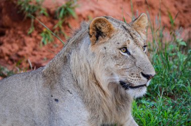Kenya, Afrika 'daki Tsavo Doğu Ulusal Parkı' nda kırmızı zeminde yatan aslan.