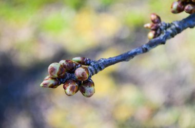 Sertiyum - beyaz çiçek doğası