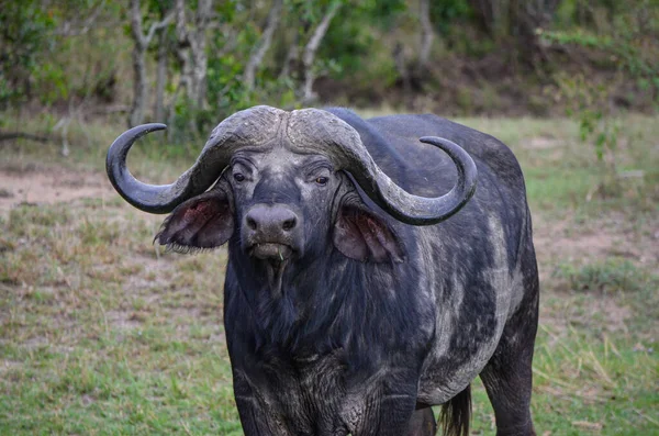 Búfalo Negro Savana Quênia África — Fotografia de Stock