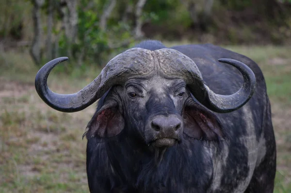 Búfalo Negro Savana Quênia África — Fotografia de Stock