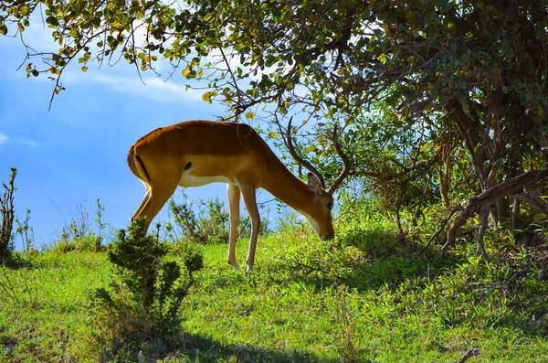 Антилопа Гризе Траву Під Кущем Масаї Мара Кенія Африка — стокове фото