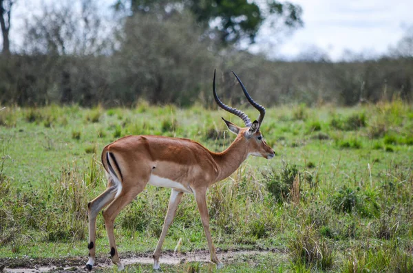 Antylopa Impala Sawannie Masai Mara Kenia Afryka — Zdjęcie stockowe