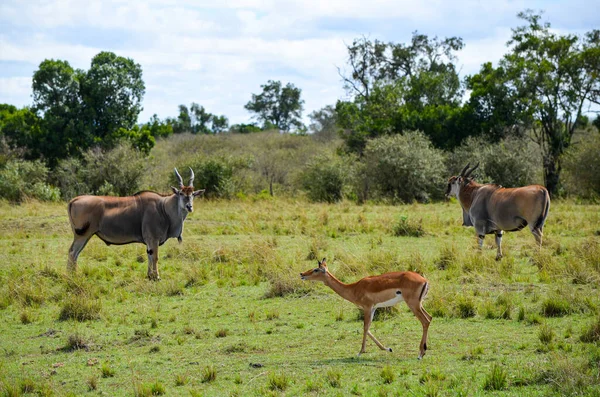 Agama Agama Linnaeus Afrikai Gyík Sütkérezik Egy Kövön Tsavo East — Stock Fotó